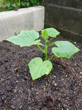 きゅうりとゴーヤの苗